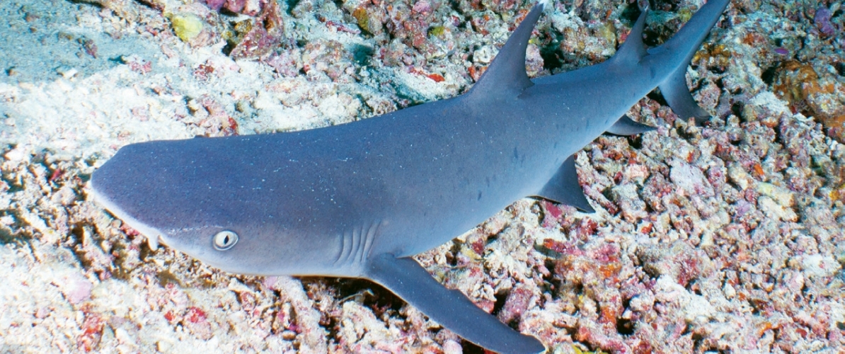 A white-tip reef shark resting on the sandy ocean floor of Pulau Sipadan