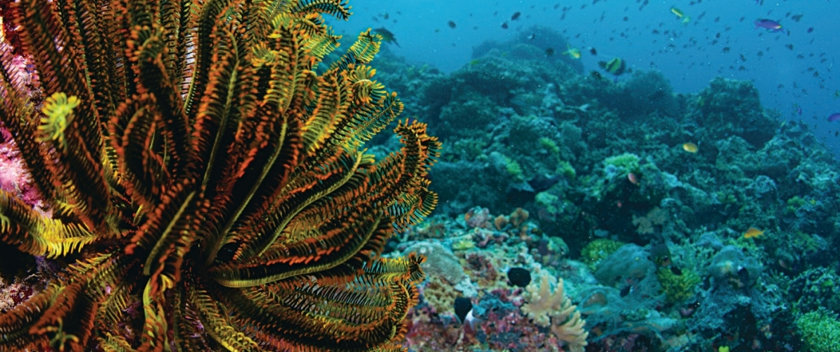 A colorful feather star on a coral reef, with small fish swimming in the clear blue water of Pulau Sipadan