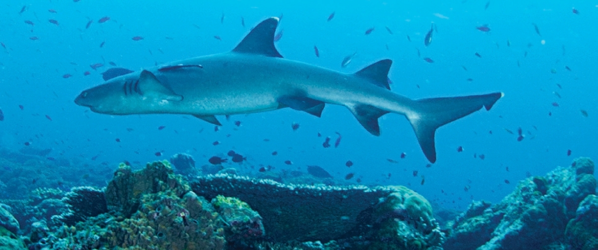 A white-tip reef shark glides effortlessly above a vibrant coral reef at Pulau Sipadan