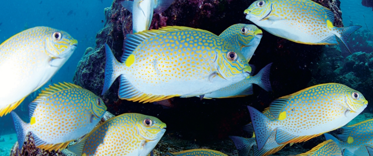 A yellow-spotted rabbitfish swims gracefully near a coral reef at Pulau Sipadan