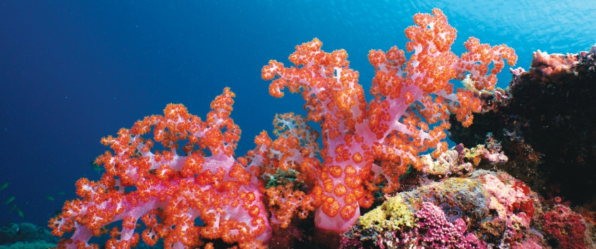 A breathtaking view of vibrant orange and pink soft corals thriving on the reef at Pulau Sipadan