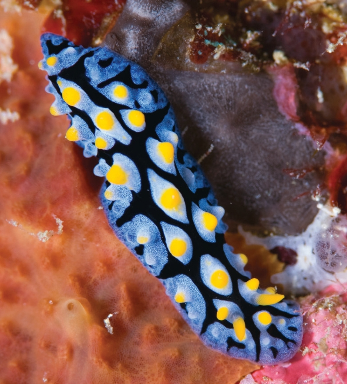 A pair of regal angelfish swimming near a coral reef at Pulau Tenggol.