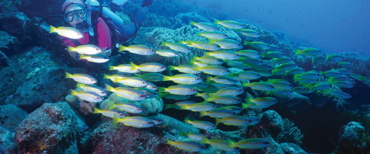 A scuba diver surrounded by a school of yellow-striped fish at Pulau Tenggol.