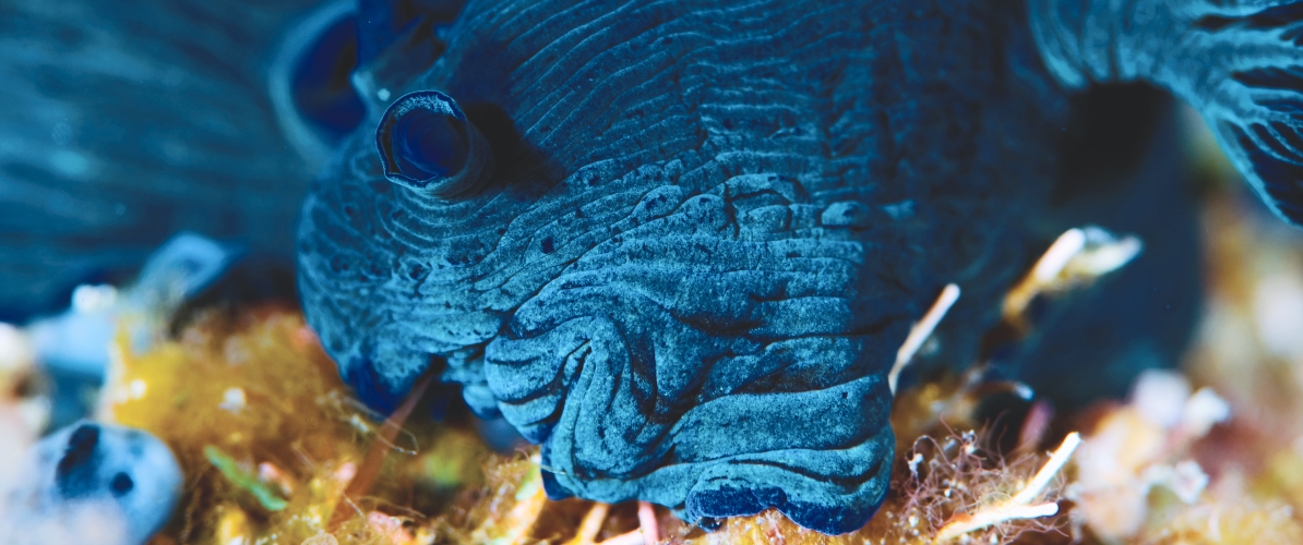 A close-up of a vibrant blue nudibranch in Pulau Tenggol