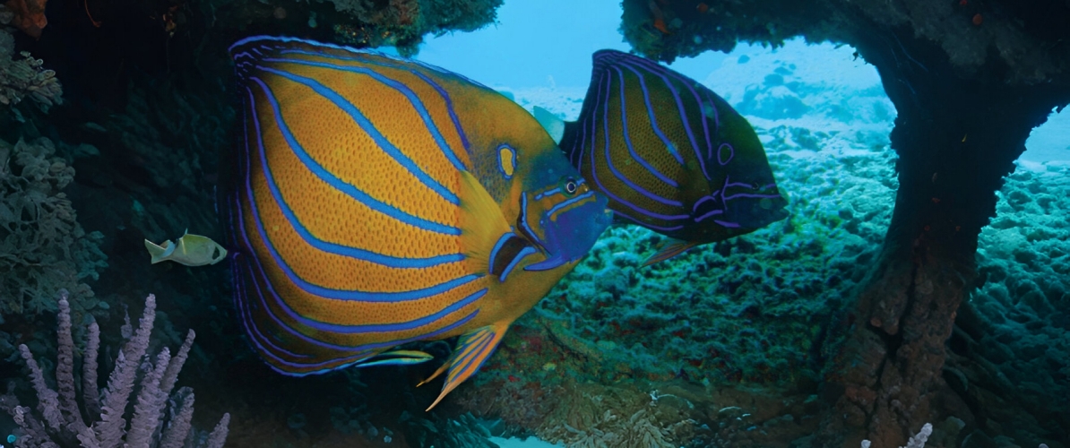 A pair of regal angelfish swimming near a coral reef at Pulau Tenggol.