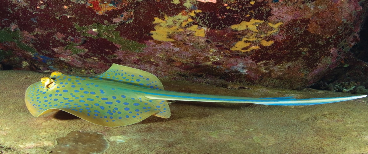 A blue-spotted stingray resting on the ocean floor near a coral reef in Pulau Tioman