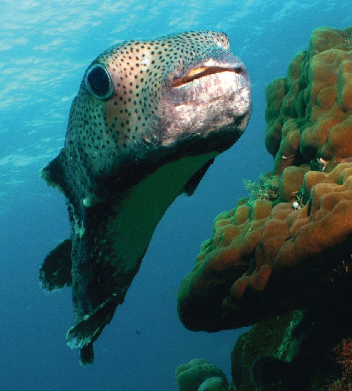 A black-spotted pufferfish swimming  in the clear waters of Pulau Tioman