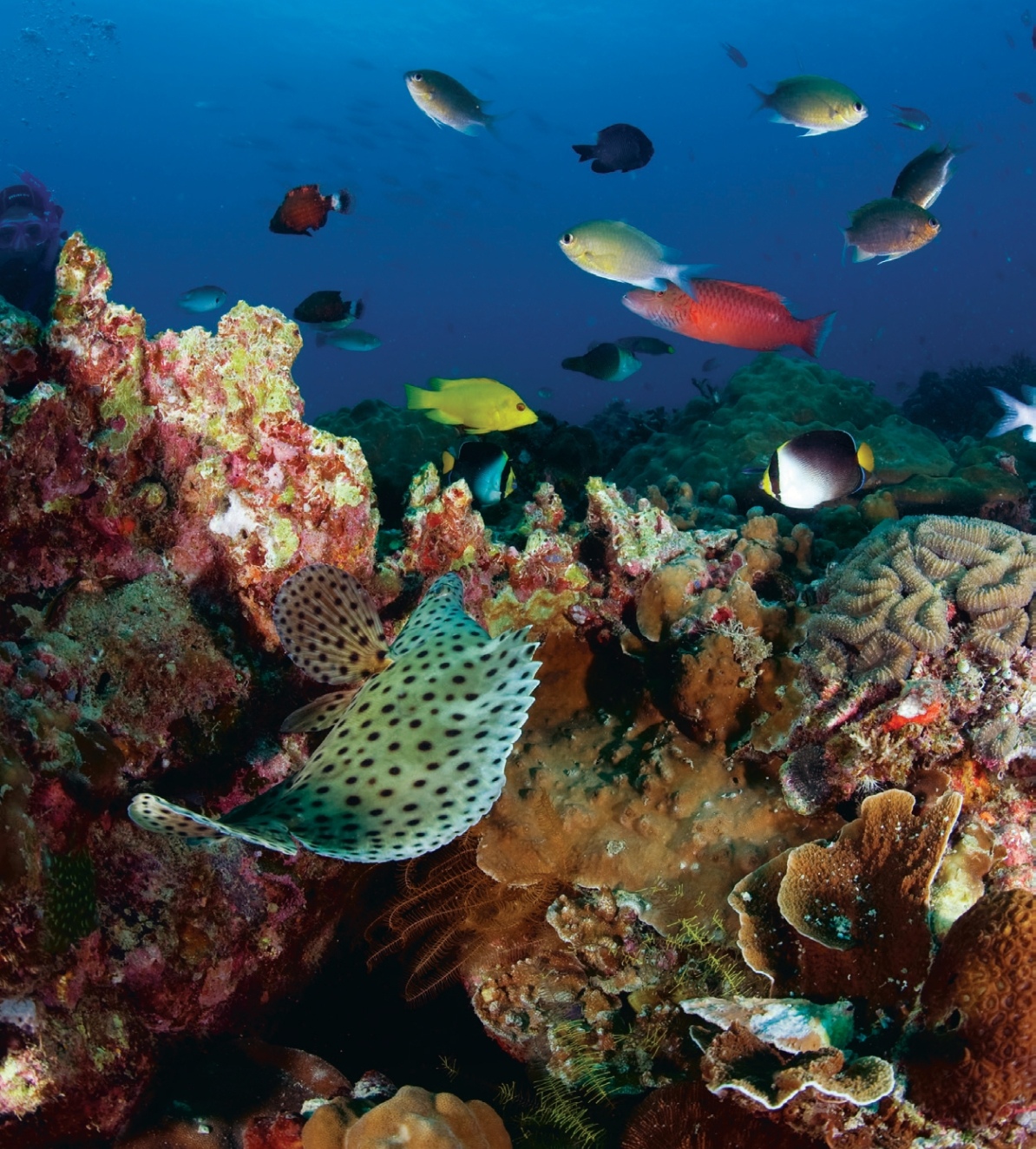 A vibrant coral reef ecosystem with colorful fish swimming around in Pulau Tioman, Malaysia