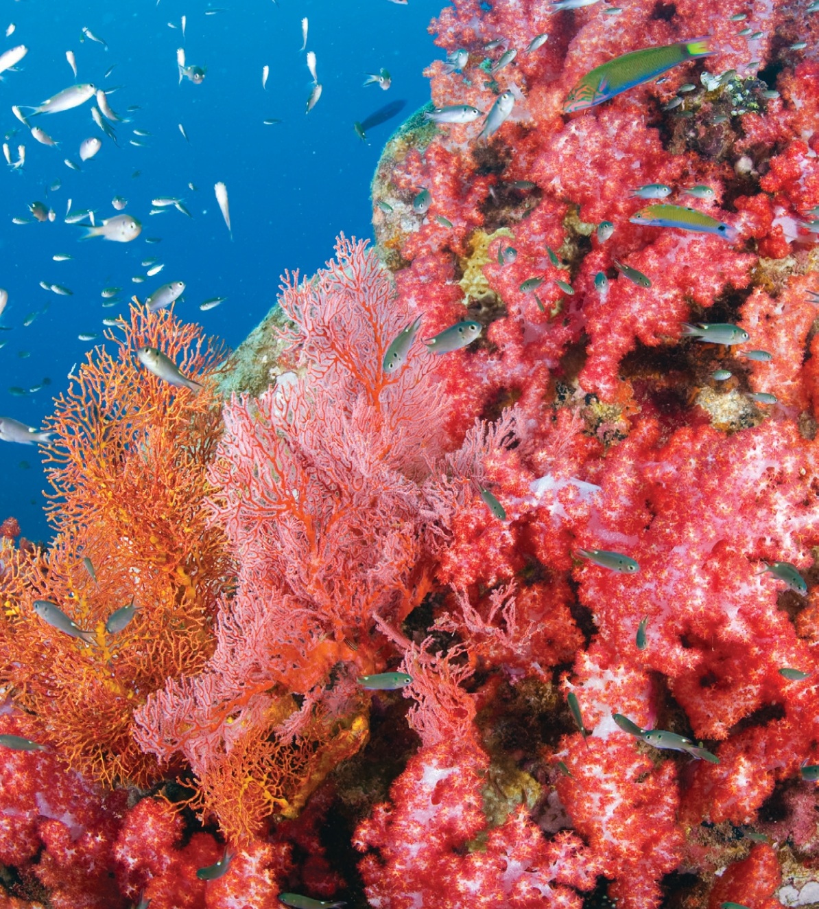 A stunning coral reefs with small fish swimming around in Pulau Tioman