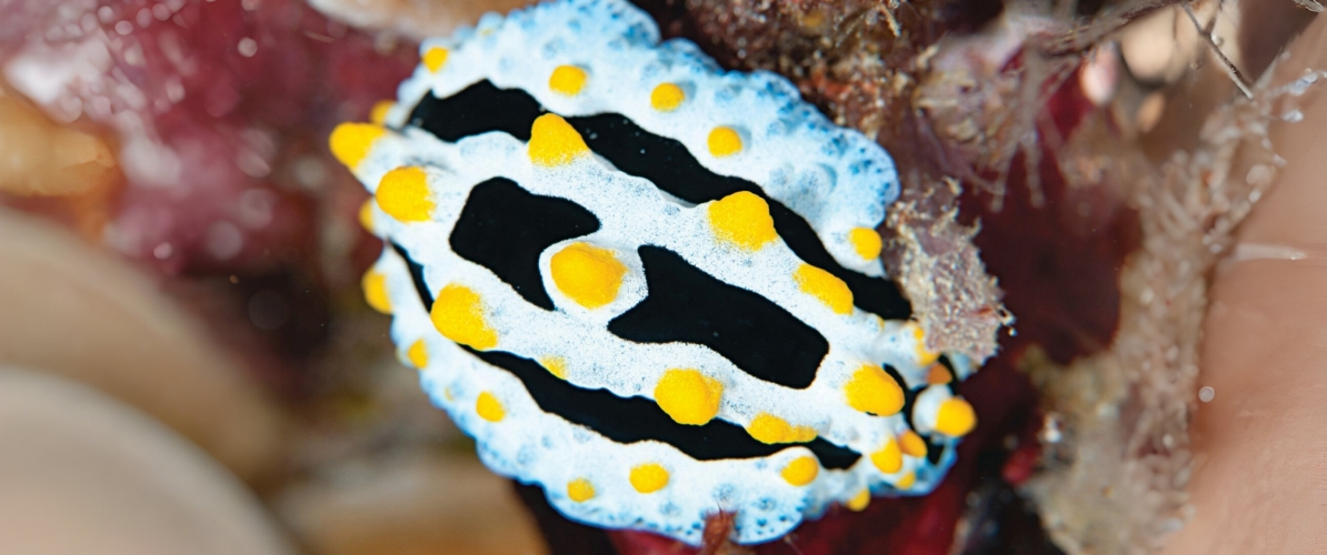 A vibrant Phyllidia nudibranch with a striking black, white, and yellow pattern crawling on a coral reef in Semporna