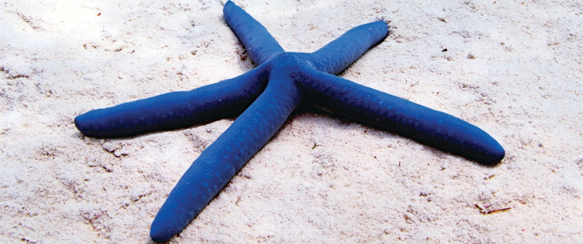 A vibrant blue starfishresting on white sandy seabed in Semporna