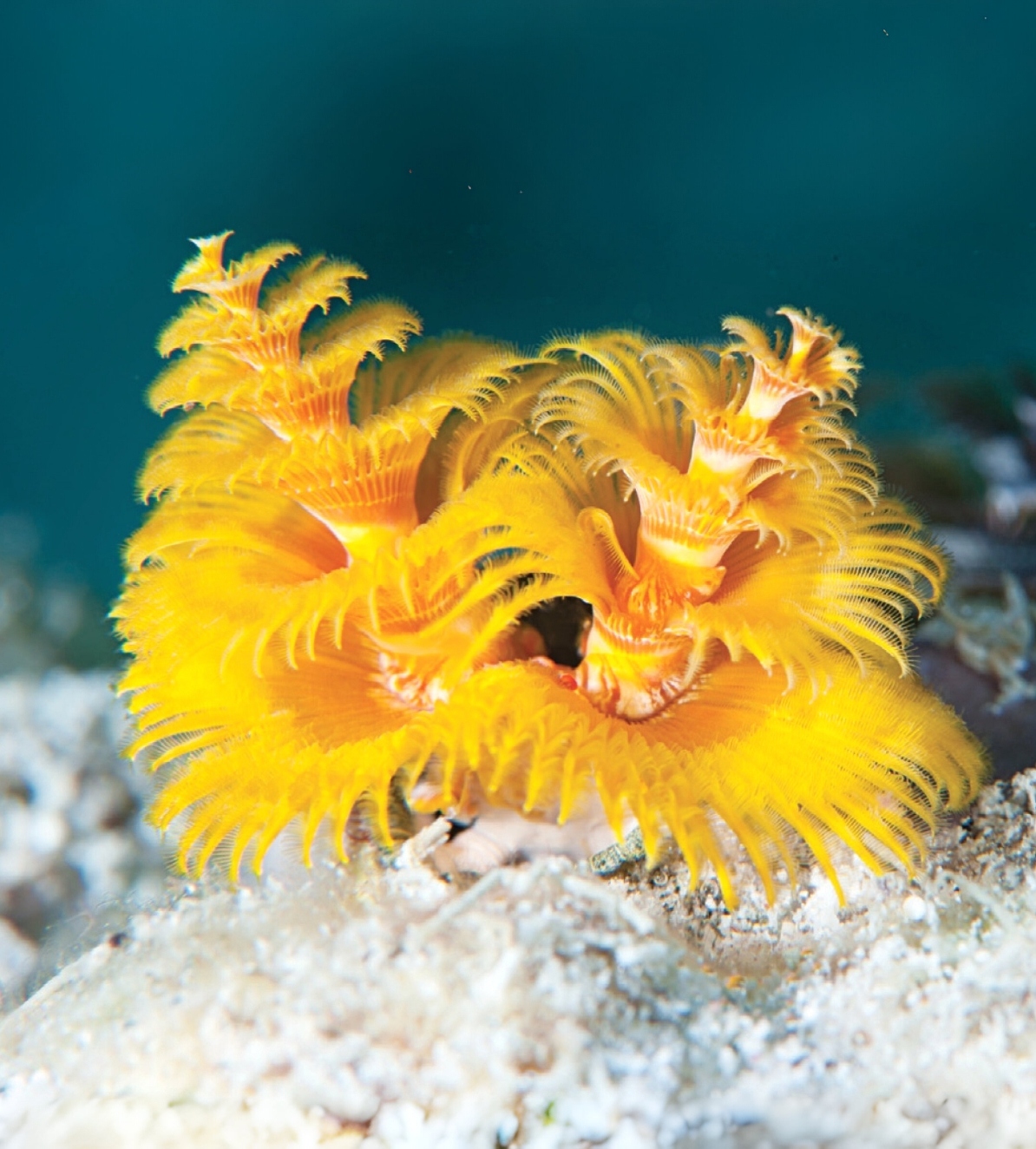 A bright yellow Christmas tree worm emerges from a coral reef in the crystal-clear waters of Semporna