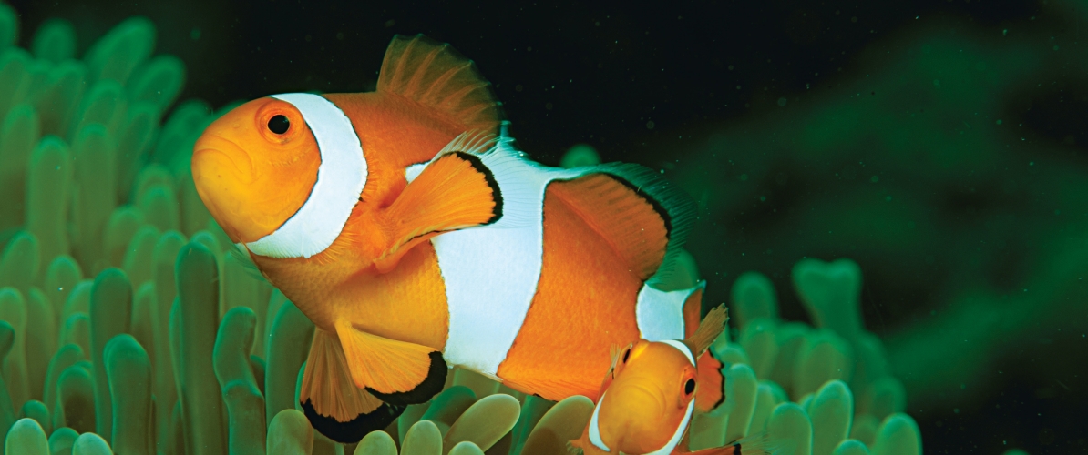 A pair of clownfish gracefully swim among the protective tentacles of a sea anemone in the waters of Semporna.