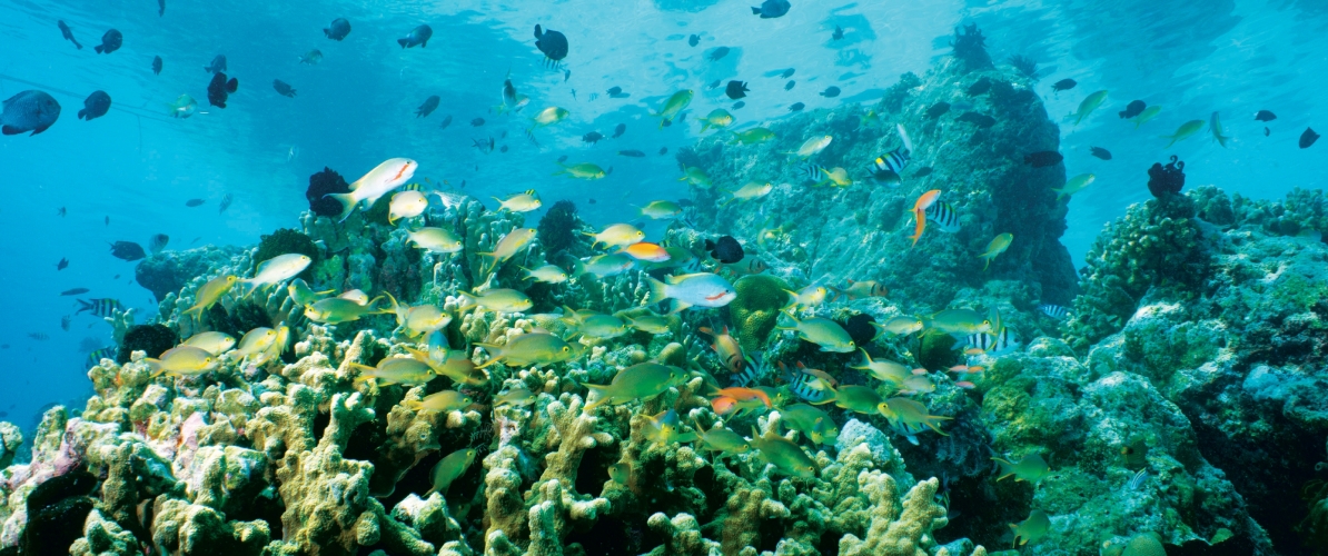 Colorful tropical fish swimming among vibrant coral reefs in the clear waters of Semporna