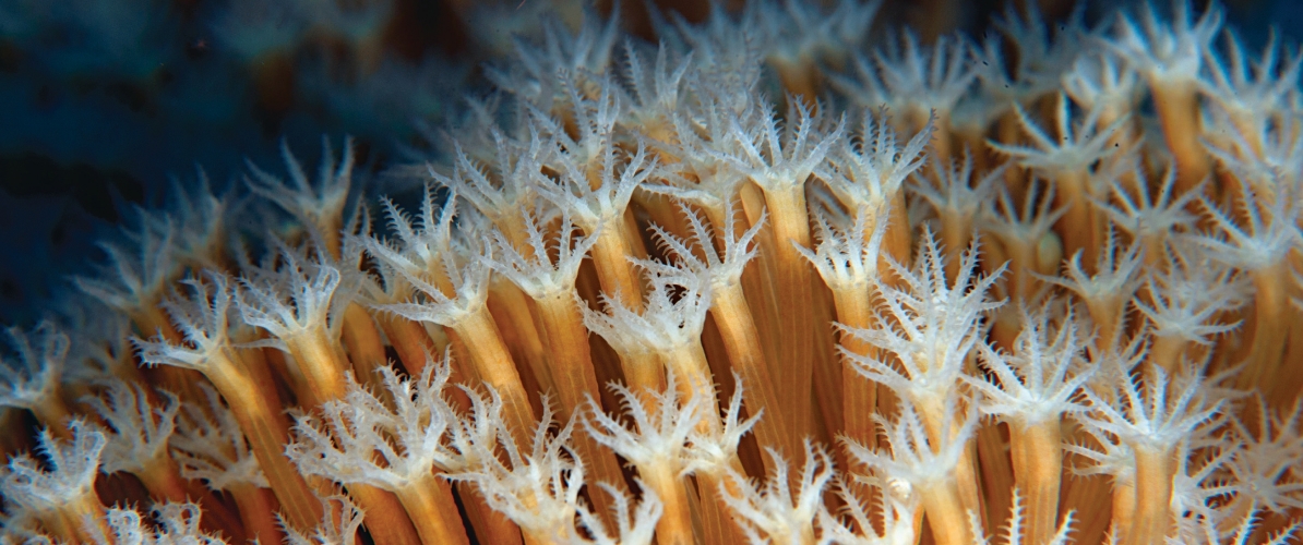 Close-up view of soft coral polyps with delicate translucent tentacles, showcasing intricate marine biodiversity in Semporna