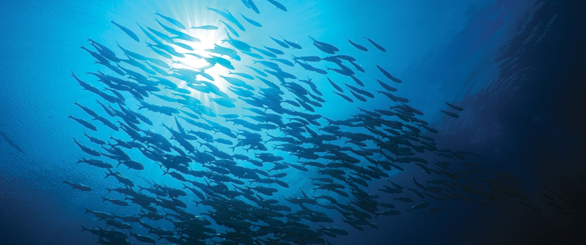 A large school of fish swimming in the deep blue ocean of Semporna