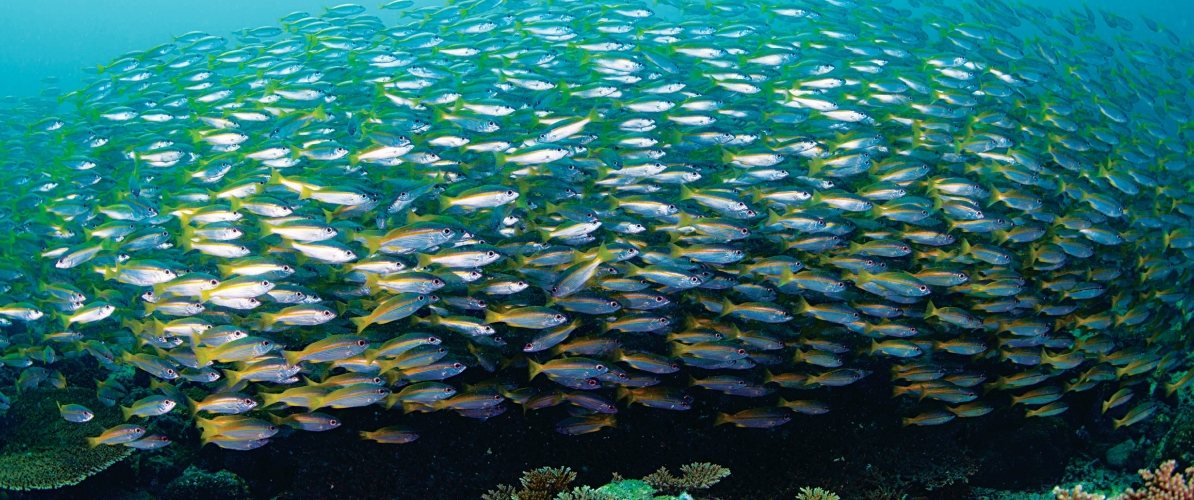 A mesmerizing underwater scene at Tunku Abdul Rahman Park and Pulau Tiga